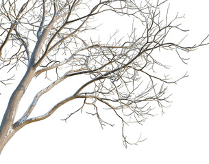 Obraz premium Melia azedarach tree, corner view, cutout, isolate, transparent background, Detailed close-up of a tree branch texture, winter season, natural pattern, nature background