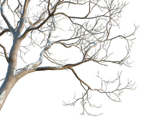 Melia azedarach tree, corner view, cutout, isolate, transparent background, Twisted tree branches, detailed texture, natural bark pattern, close-up shot for design elements © DH Tree Stock