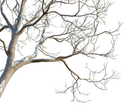 Melia azedarach tree, corner view, cutout, isolate, transparent background, Twisted tree branches, detailed texture, natural bark pattern, close-up shot for design elements