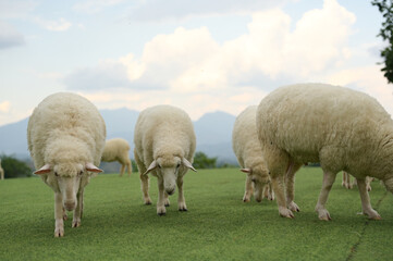 Fototapeta premium Sheep grazing on green grass under a partly cloudy sky with mountains in the background.