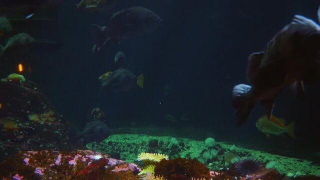 close up shot of two red bellied piranhas (Pygocentrus nattereri) swimming calmly in a freshwater aquarium tank.