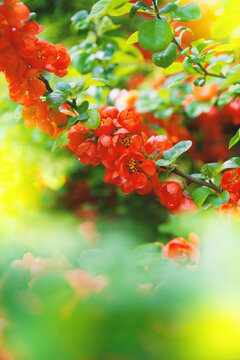 Fresh floral scene with red blossoms and green leaves