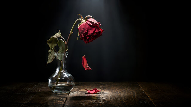Single wilting red rose in a glass vase on a dark background, heartbreak concept