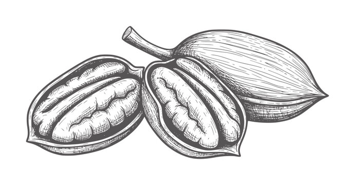 Hand drawn of three pecans one split open showing the nut food vintage organic