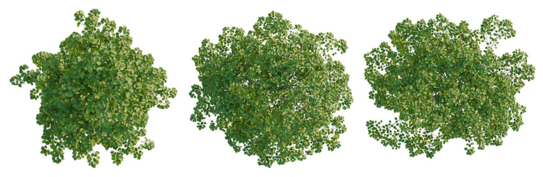 Cornus florida tree plan, top view, cutout, transparent background, isolate, Detailed aerial view of lush green forest canopy, vibrant ecosystem, nature background