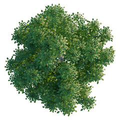 Obraz premium Fraxinus tree plan, top view, cutout, transparent background, isolate, Realistic Lush Green Tree with Detailed Leaves - Perfect for Nature and Landscape Designs