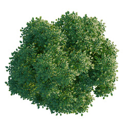 Obraz premium Fraxinus tree plan, top view, cutout, transparent background, isolate, Detailed Greenery Aerial View: Lush Foliage Canopy with Intricate Texture and Natural Detail