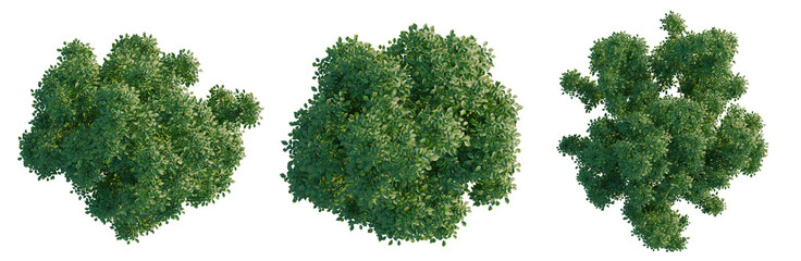 Naklejka premium Fraxinus tree plan, top view, cutout, transparent background, isolate, Aerial view of a lush green forest canopy, perfect for nature and landscape imagery.
