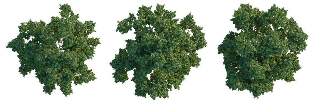 Lagerstroemia indica tree plan, top view, cutout, transparent background, isolate, Detailed aerial view of lush green forest canopy, vibrant foliage, nature's beauty, aerial perspective
