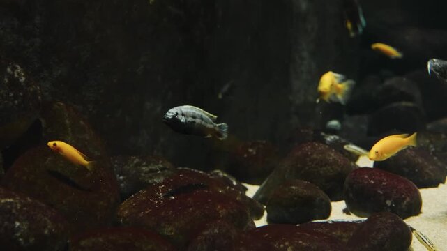 A close up shot of several red bellied piranhas (Pygocentrus nattereri) swimming calmly in a freshwater aquarium with a dark background. The fish have silvery scales with a subtle golden sheen and are