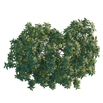Schima superba tree plan, top view, cutout, transparent background, isolate, Green Laurel Leaves Branch, Detailed Foliage, Natural Texture, Decorative Element, Botanical Illustration