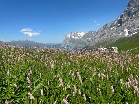Meadow of pink Bistort wildflowers on front with Kleine Scheidegg mountain and traditional Swiss chalets in the background, Switzerland.