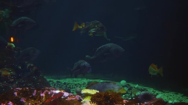 A close up shot of a red bellied piranha (Pygocentrus nattereri) swimming in a dark, freshwater aquarium. The fish's body is dark with shimmering, golden white speckles, and its distinctive red orange
