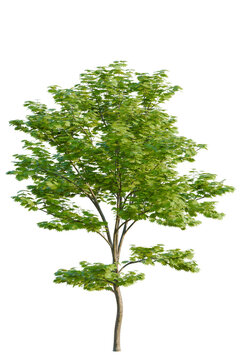 Acer Shirasawanum tree, elevation, front view, cutout, transparent background, isolate, Detailed close-up of a vibrant green maple leaf with intricate vein patterns, high resolution