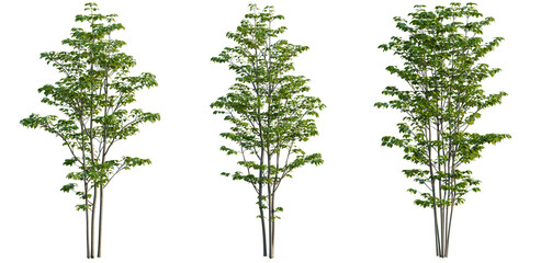 Obraz premium Cornus florida tree, elevation, front view, cutout, transparent background, isolate, Lush Green Maple Tree Branches with Vibrant Foliage, Detailed Leaves, Nature Scene