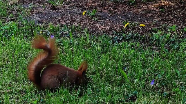 Red squirrels foraging in lush green grass with small purple flowers