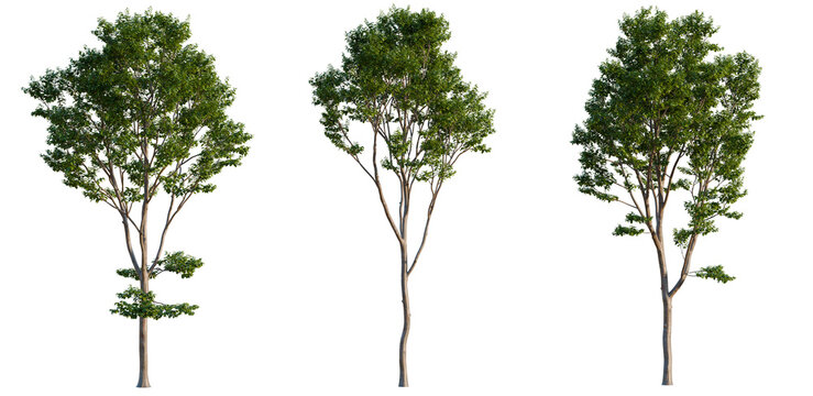 Lagerstroemia indica tree, elevation, front view, cutout, transparent background, isolate, Lone tree silhouette against a bright sky, perfect for nature-themed designs and backgrounds.