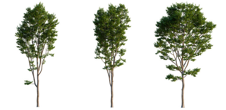 Lagerstroemia indica tree, elevation, front view, cutout, transparent background, isolate, Detailed Green Tree Branch with Vibrant Leaves, Nature's Beauty, Close-Up, Springtime, Lush Foliage