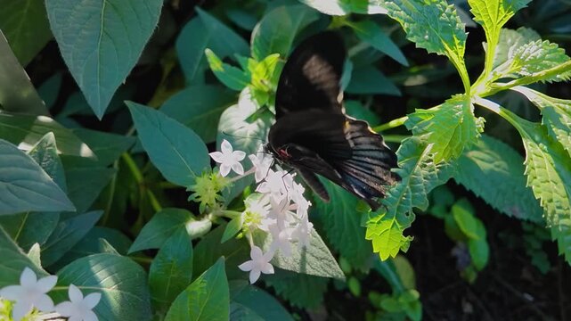 Close up of a black mormon butterfly , is sitting on a white flower in a garden collecting nectar on a sunny day