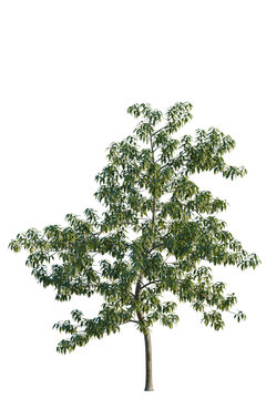 Schima superba tree, elevation, front view, cutout, transparent background, isolate, Detailed Green Tree Branch with Lush Foliage on a Clear Background for Nature Design