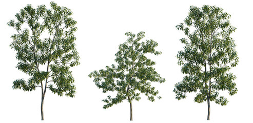 Fototapeta premium Schima superba tree, elevation, front view, cutout, transparent background, isolate, Detailed close-up of a lush green tree with vibrant foliage and intricate branch structure.