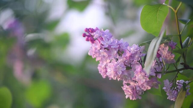 Lilac flowers blossom background - Branch with purple petals blooming and swaying in the wind - Spring nature landscape.