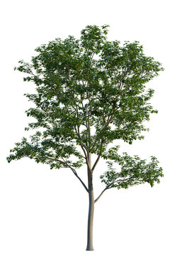 Swida polyantha tree, elevation, front view, cutout, transparent background, isolate, Detailed close-up of a lush green tree branch with vibrant leaves, perfect for natural themes.