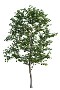 Swida polyantha tree, elevation, front view, cutout, transparent background, isolate, Detailed Green Tree Branch with Lush Foliage, Perfect for Botanical and Nature Designs