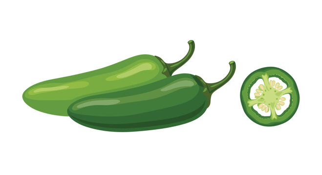 Two whole green jalapeo peppers are positioned next to a single detailed round slice showing the inner seeds and pulp on a white background.