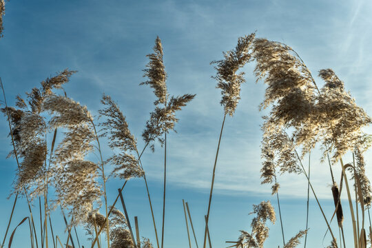 Reed grass stalks against blue sky. Dry phragmites australis plants swaying in the wind under bright sunlight. Concept of freedom and lightness through wild grass reaching for the horizon