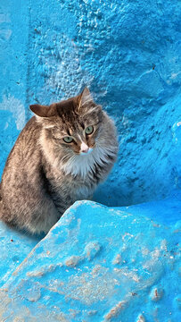 Cute tabby cat sitting on vibrant blue wall background, fluffy stray feline with green eyes in colorful outdoor setting, adorable domestic animal portrait with textured urban backdrop and travel mood