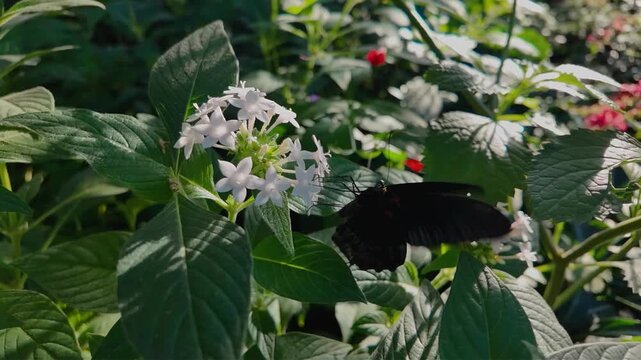 Close up of a black mormon butterfly , is sitting on a white flower in a garden collecting nectar on a sunny day