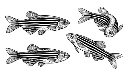Hand drawn zebra danio fish set detailed line art freshwater aquarium species vector illustration © Sabbir