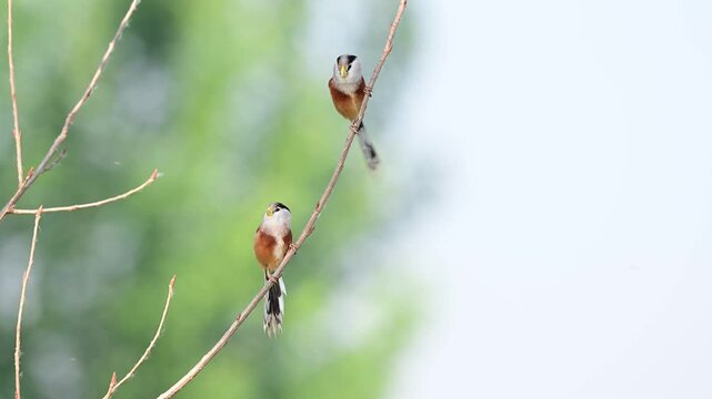Two Reed parrotbills perching on twig then flying away