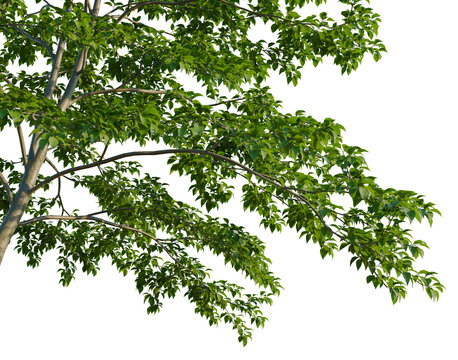 Styrax japonicus tree, corner view, cutout, isolate, transparent background, Detailed Branch of a Maple Tree with Green Leaves, High Resolution, Nature Stock Photo