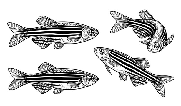 Hand drawn zebra danio fish set detailed line art freshwater aquarium species vector illustration