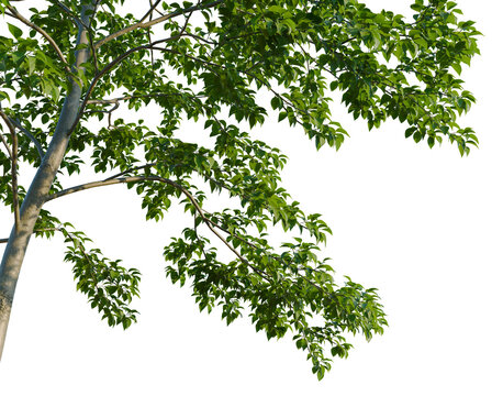Styrax japonicus tree, corner view, cutout, isolate, transparent background, Close-up of a delicate flower, vibrant petals, intricate details, natural beauty, floral photography
