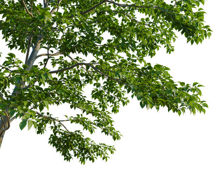 Styrax japonicus tree, corner view, cutout, isolate, transparent background, Detailed green leaves of a tree, branches with foliage, nature, springtime, close-up, macro photography