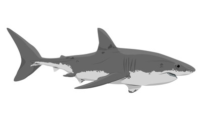 Naklejka premium Great white shark vector illustration, Carcharodon carcharias isolated on white background, realistic marine predator and dangerous sea fish for aquatic design