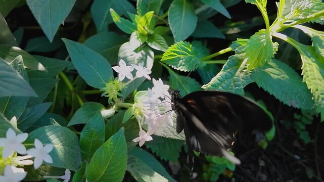Close up of a black mormon butterfly , is sitting on a white flower in a garden collecting nectar on a sunny day