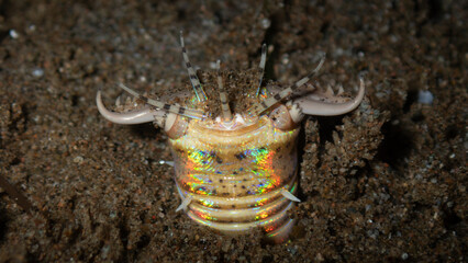 Bobbit worm © Juul