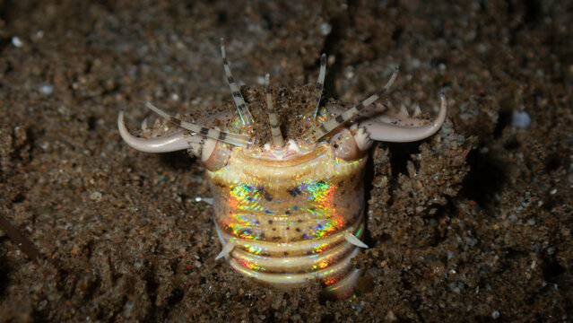 Bobbit worm