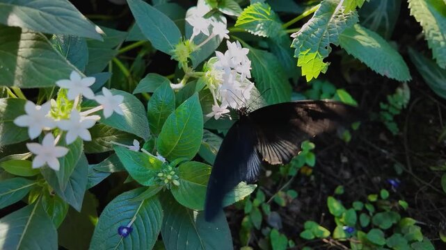 Close up of a black mormon butterfly , is sitting on a white flower in a garden collecting nectar on a sunny day