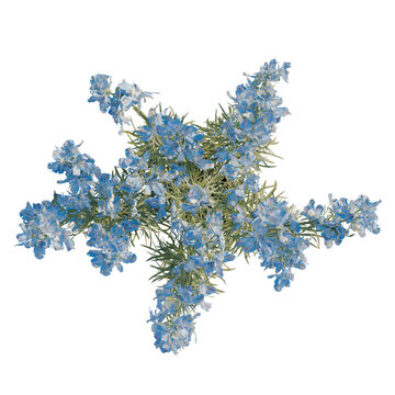 Consolida ajacis tree plan, top view, cutout, transparent background, isolate, Fresh Rosemary Sprigs on White Background, Perfect for Culinary and Herbal Themes