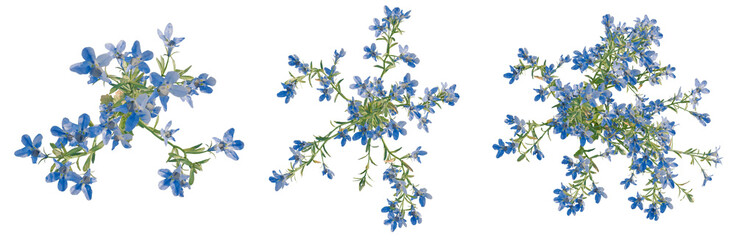 Lobelia erinus tree plan, top view, cutout, transparent background, isolate, Delicate sprig of green foliage with tiny flowers, detailed botanical illustration, close-up. © DH Tree Stock