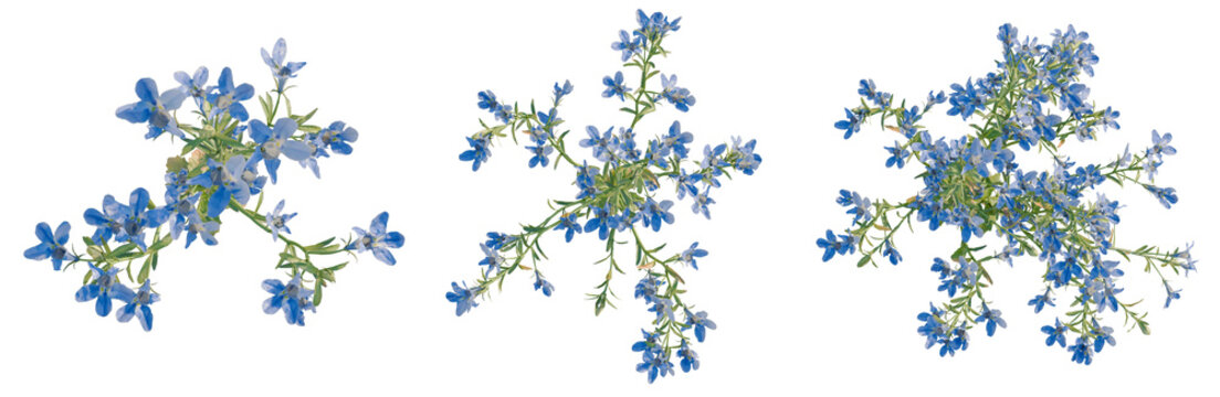 Lobelia erinus tree plan, top view, cutout, transparent background, isolate, Delicate sprig of green foliage with tiny flowers, detailed botanical illustration, close-up.