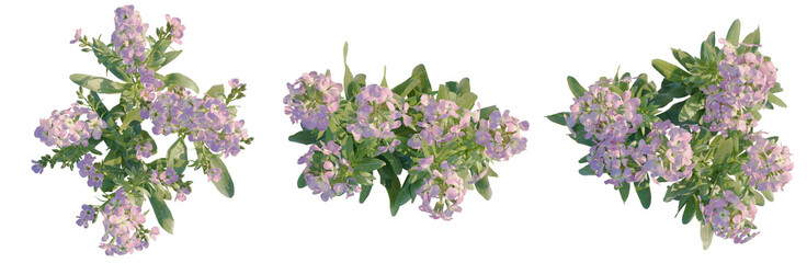 Obraz premium Matthiola incana tree plan, top view, cutout, transparent background, isolate, Delicate Purple Lilac Flowers Blooming on Branch, Springtime Floral Beauty, Natural Elements