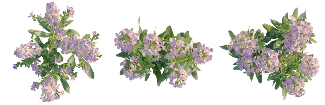 Matthiola incana tree plan, top view, cutout, transparent background, isolate, Delicate Purple Lilac Flowers Blooming on Branch, Springtime Floral Beauty, Natural Elements