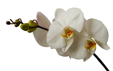 Obraz premium White orchid flowers with an orange-yellow interior (lip), a close-up of a phalaenopsis, a popular houseplant. It is associated with purity, elegance, and respect. Conceptual photo.