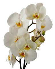 Obraz premium White orchid flowers with an orange-yellow interior (lip), a close-up of a phalaenopsis, a popular houseplant. It is associated with purity, elegance, and respect. Conceptual photo.